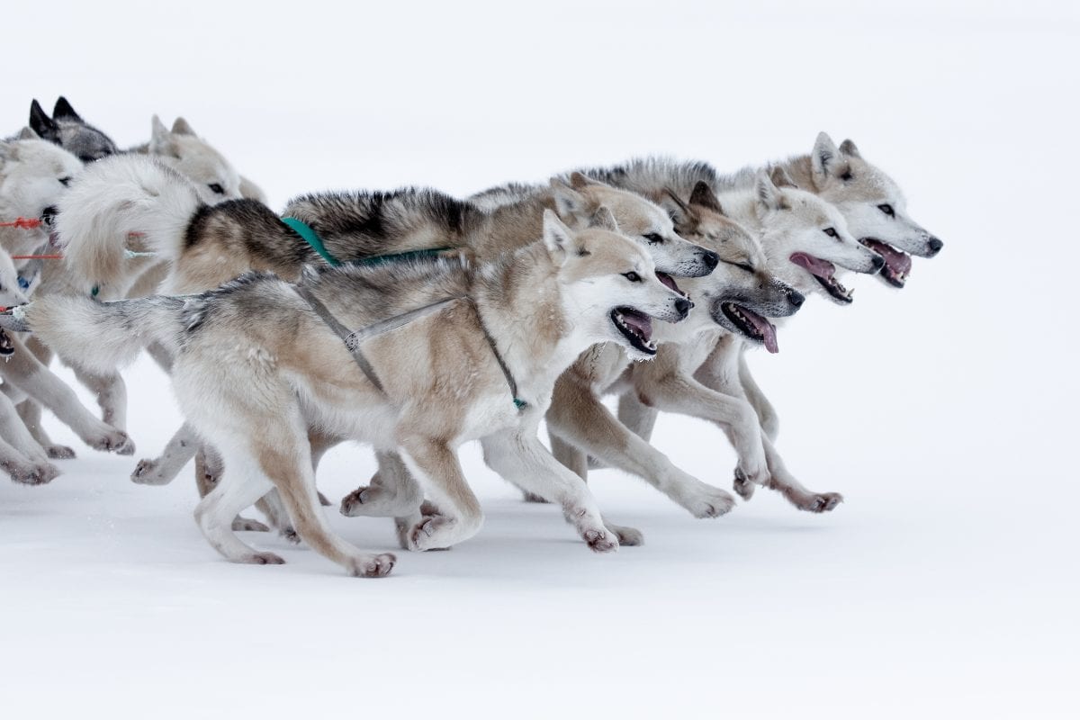 Photo by Mads Pihl - Visit Greenland